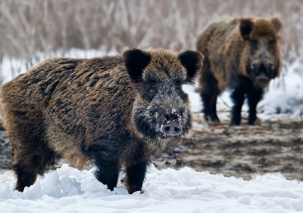 77岁老翁为保护宠物遭到野猪攻击 被一只重达100公斤的野猪咬死