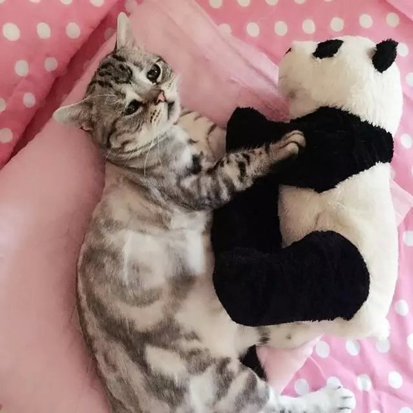一只委屈猫走红网络 引发了网友的围观和热议