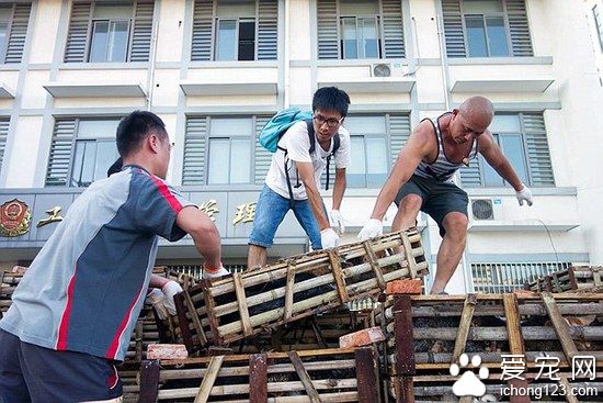 江苏截停运猫车 1000余只猫咪逃离被吃命运