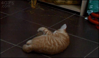 喵星人与马铃薯大站