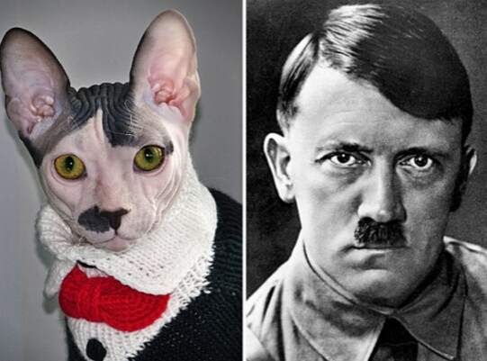 猫咪外貌性格酷似希特勒乐到猫主人