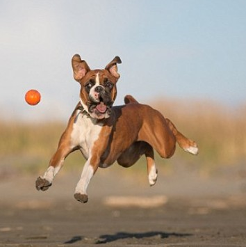拳师犬怎么训练 基本训练的必要性