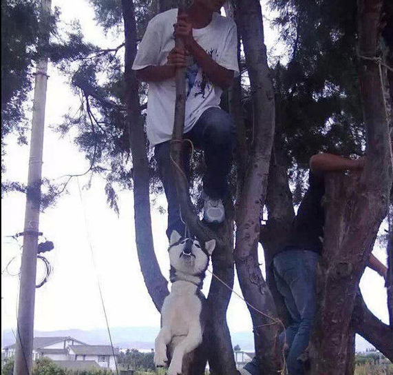 两狗被活生生吊死 凶手被众网友人肉