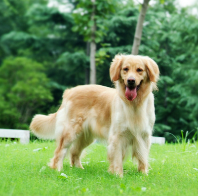 一家宠物店一夜之间被盗70多只宠物犬 损失将近三十多万元