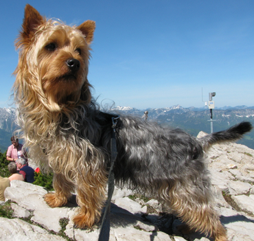 丝毛梗怎么训练 该犬的领域意识很强