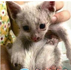 幼猫被困排水孔 热心学生爬高营救