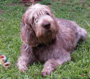 史毕诺犬怎么养 喂食量应当固定