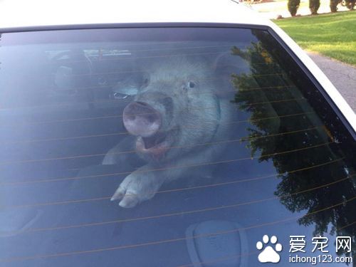 淘气宠物猪把警车当作厕所 导致被捕