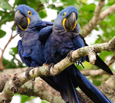 紫蓝金刚鹦鹉寿命 寿命长达60年之久