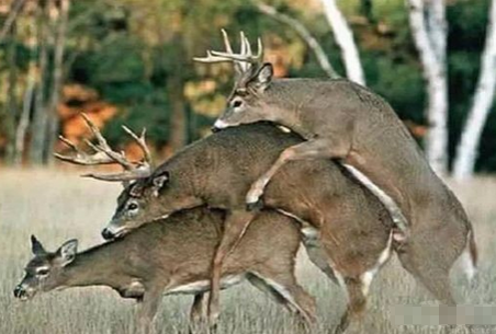 被教坏了的岛国动物