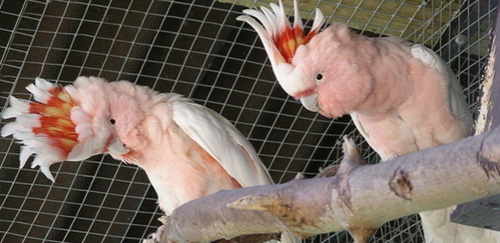 米切氏凤头鹦鹉