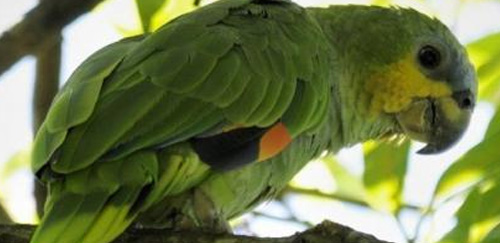 橙翅亚马逊鹦鹉