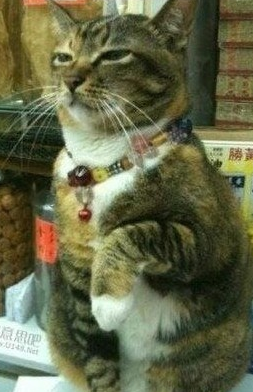 真猫假扮招财猫