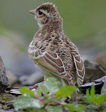 怎么训百灵鸟 首先要了解百灵鸟的习性