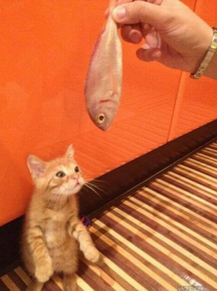 这条鱼是赏给我吃的么