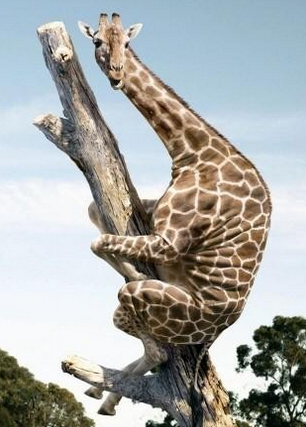 小样，爬得还真高啊