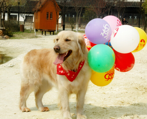 狗狗不幸调入裂缝，众人合力救出狗狗