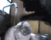 乖乖的别动，我来给你洗个头