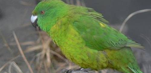 绿颊锥尾鹦鹉