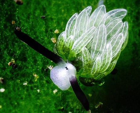 巴厘岛发现海兔呆萌神似卡通形象