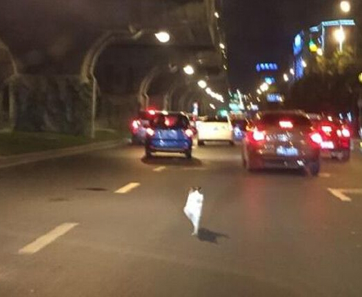 瘸腿小狗“被遗弃”引热议 当事人出面发言