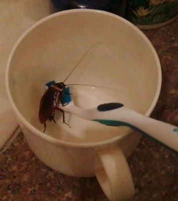 这让我以后怎么好好刷牙啊！