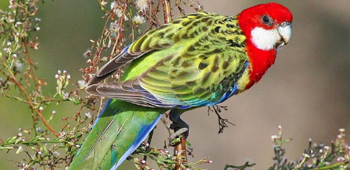东玫瑰鹦鹉