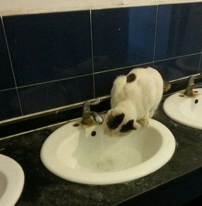 走过南，闯过北，厕所里面喝过水！