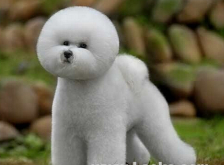 九江一马路有一只神奇小狗会“唱歌”