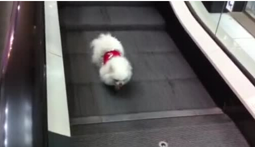 自动扶梯再出事故 夹住狗狗小腿