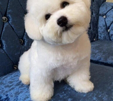 带狗到宠物诊所注射疫苗结果导致狗狗瘫痪