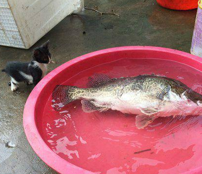 心有鱼而力不足