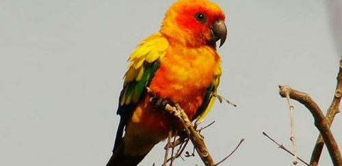 太阳锥尾鹦鹉