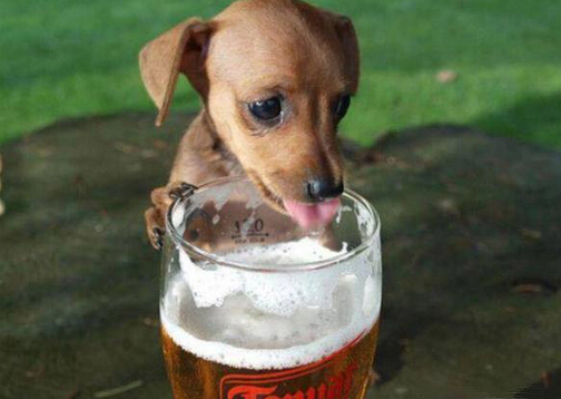 狗狗等宠物啤酒节品尝啤酒萌翻到场群众