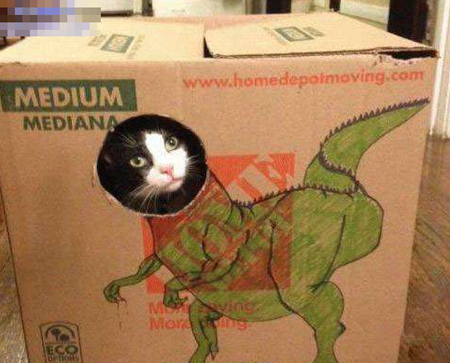 这个箱子我喜欢！今晚就睡这了！