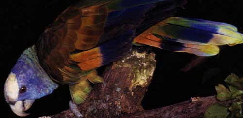 帝王亚马逊鹦鹉