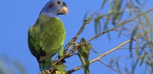 蓝头金刚鹦鹉