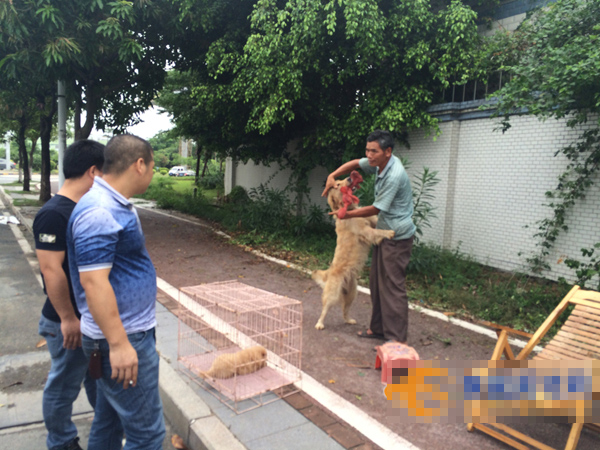 狗贩子为了吸顾客用大铁链拴住了四五条大型犬