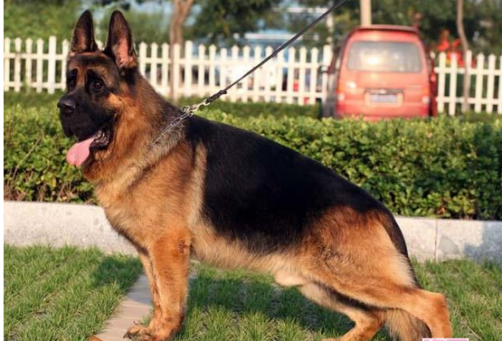 爱犬走丢 狗主人微信圈散步消息2天找回