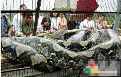 动物界的世界之最就能让你大开眼界 刷爆你的眼球