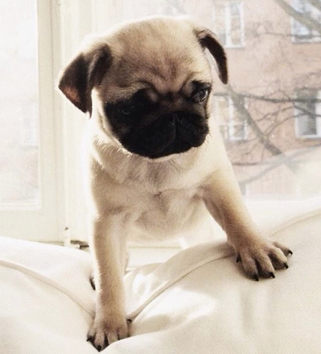 undefined{{pos:,w:,h:}}