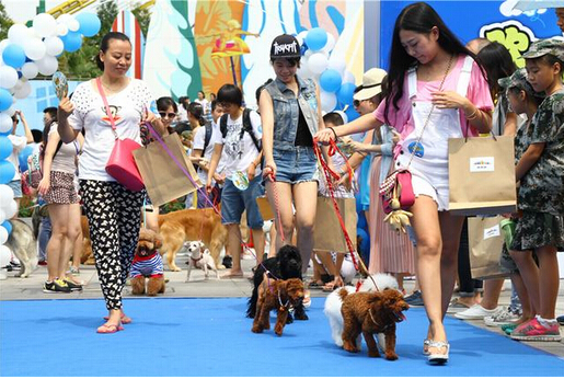成都欢乐谷举行宠物狂欢party 狗狗撒欢日 
