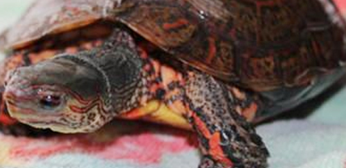 洪都拉斯木纹龟