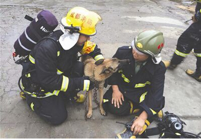 狗狗火场被救 事后“亲吻”战士感恩