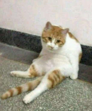 咱能不能做好不要坐的这么猥琐