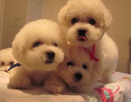 太疯狂！爱狗人士为养狗把儿子寄养到父母家