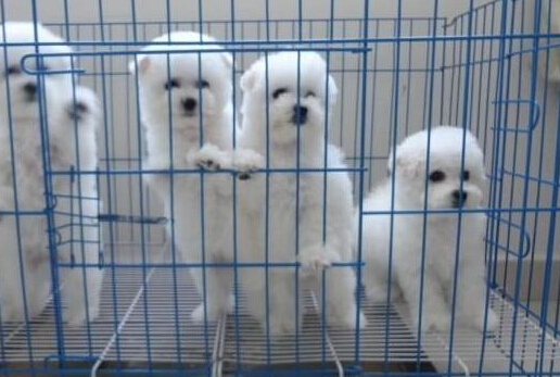 看看各国领导人都养些什么宠物 绝对想不到