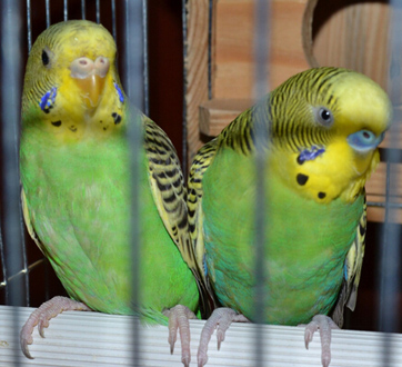 虎皮鹦鹉怎么训练 定期接触训练法