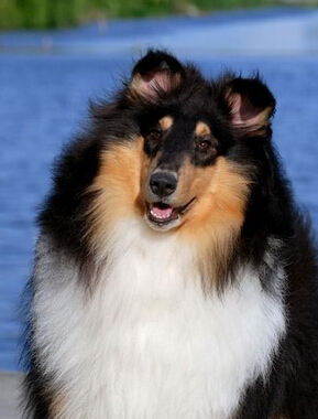 苏牧公园走丢 等了一个月终于等来主人