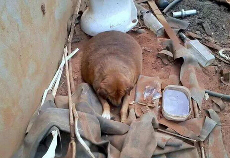 它本可能最幸福的流浪狗 却因爱心差点送命